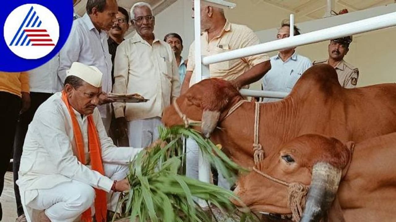 ಜಿಲ್ಲೆಗೊಂದರಂತೆ 31 ಗೋವು ದತ್ತು ಪಡೆದ ಸಚಿವ ಚವ್ಹಾಣ್ ಜಿಲ್ಲೆಗೊಂದರಂತೆ 31 ಗೋವು ದತ್ತು ಪಡೆದ ಸಚಿವ ಚವ್ಹಾಣ್