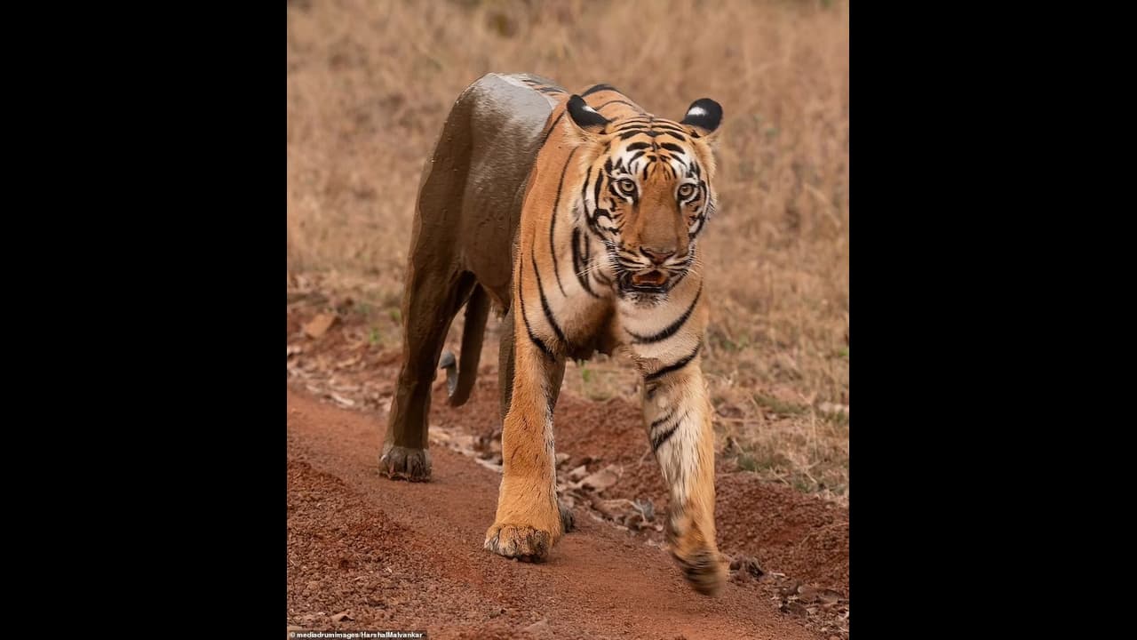 tiger: international tiger day: சர்வதேச புலிகள் தினம்: கடந்த 10 ஆண்டுகளில் இந்தியாவில் 1000 புலிகள் உயிரிழப்பு