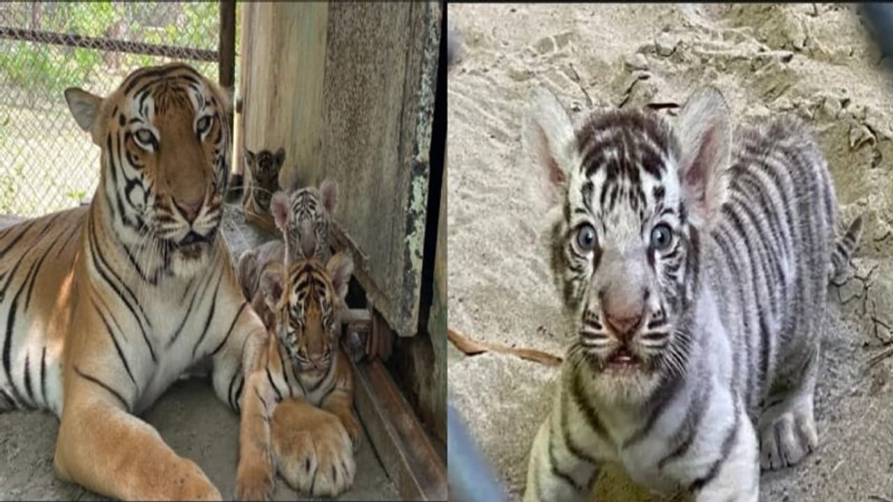 पटना जू में आए नन्हें मेहमानों का इंटरनेशनल टाइगर डे पर हुआ नामकरण, रानी, मगध, केसरी और विक्रम रखा गया नाम