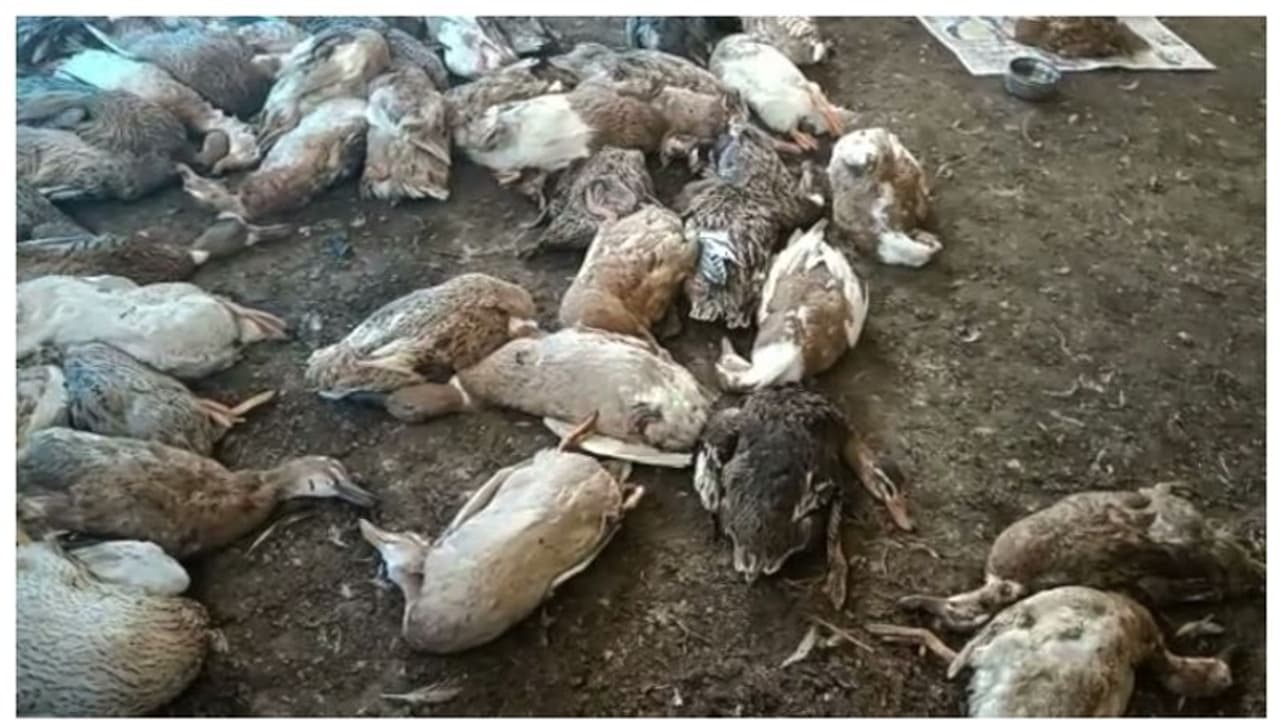 തൃപ്പൂണിത്തുറയില് 160 താറാവുകൾ ചത്ത നിലയിൽ, തെരുവ് നായ്ക്കൾ കടിച്ചുകൊന്നതെന്ന് സംശയം തൃപ്പൂണിത്തുറയില് 160 താറാവുകൾ ചത്ത നിലയിൽ, തെരുവ് നായ്ക്കൾ കടിച്ചുകൊന്നതെന്ന് സംശയം