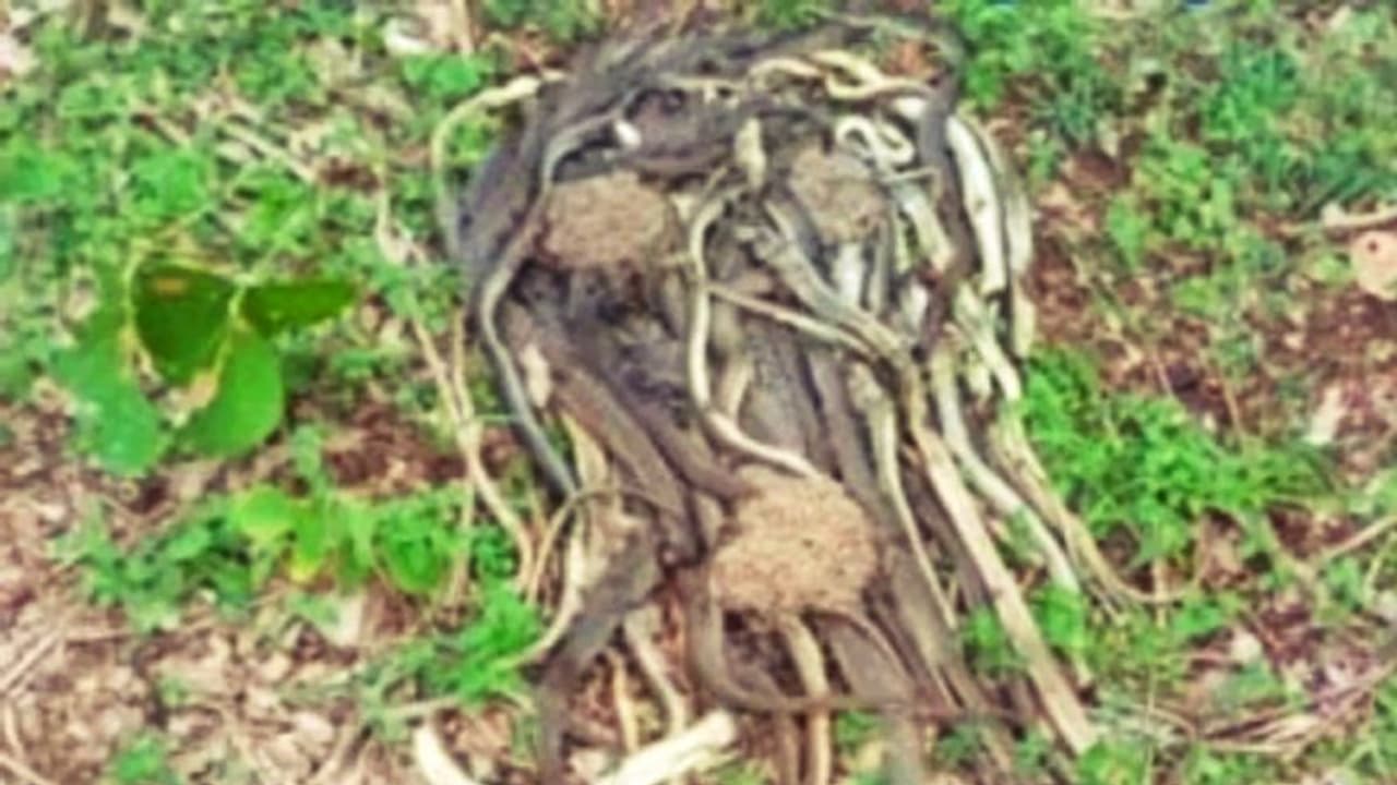 चतरा गांव में ऐसा क्या हो गया कि एक साथ मिले 100 से ज्यादा मरे सांप, वन विभाग के साथ गांववालें भी हैरान चतरा गांव में ऐसा क्या हो गया कि एक साथ मिले 100 से ज्यादा मरे सांप, वन विभाग के साथ गांववालें भी हैरान