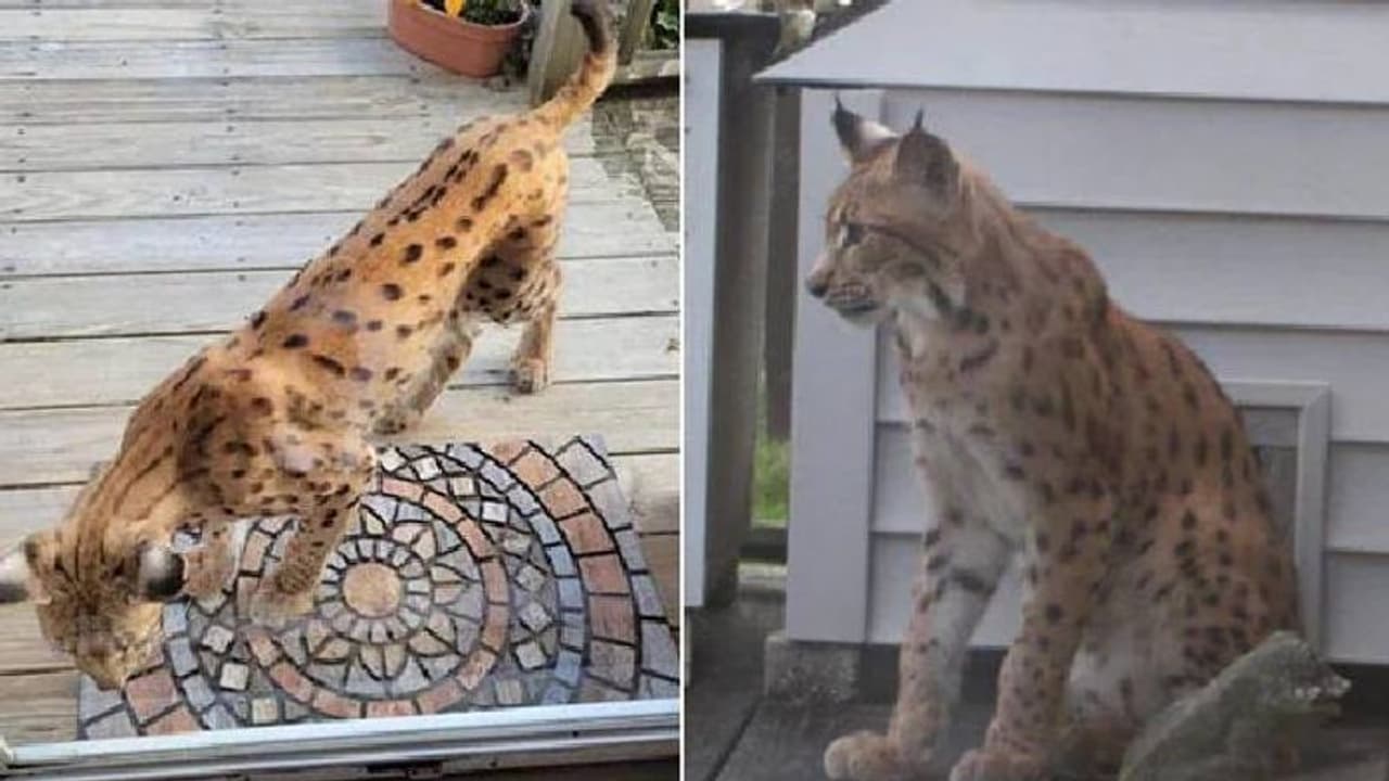 അപകടകാരിയായ അജ്ഞാത ജീവി തെരുവുകളിൽ അലഞ്ഞുനടക്കുന്നുവെന്ന് വിവരം, ഈ പ്രദേശവാസികൾ ഭീതിയിൽ