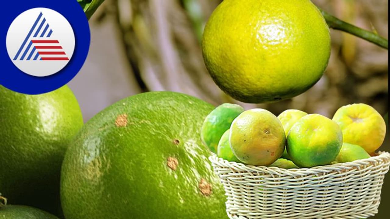 ಎಲ್ಲಾ ಕಾಲಕ್ಕೂ ಮೂಸಂಬಿ ಬೆಸ್ಟ್! ಆನಾರೋಗ್ಯವಿದ್ದರೂ ಈ ಹಣ್ಣು ಓಕೆ ಎಲ್ಲಾ ಕಾಲಕ್ಕೂ ಮೂಸಂಬಿ ಬೆಸ್ಟ್! ಆನಾರೋಗ್ಯವಿದ್ದರೂ ಈ ಹಣ್ಣು ಓಕೆ