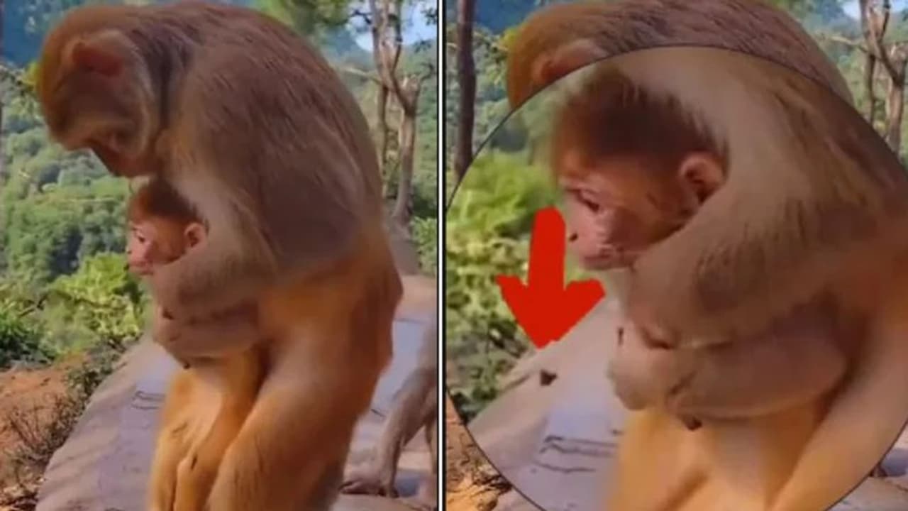 ಉಸಿರಾಡಲು ಕಷ್ಟಪಡುತ್ತಿದ್ದ ಕೋತಿ ಮರಿಯ ಜೀವ ಉಳಿಸಿದ ತಾಯಿ