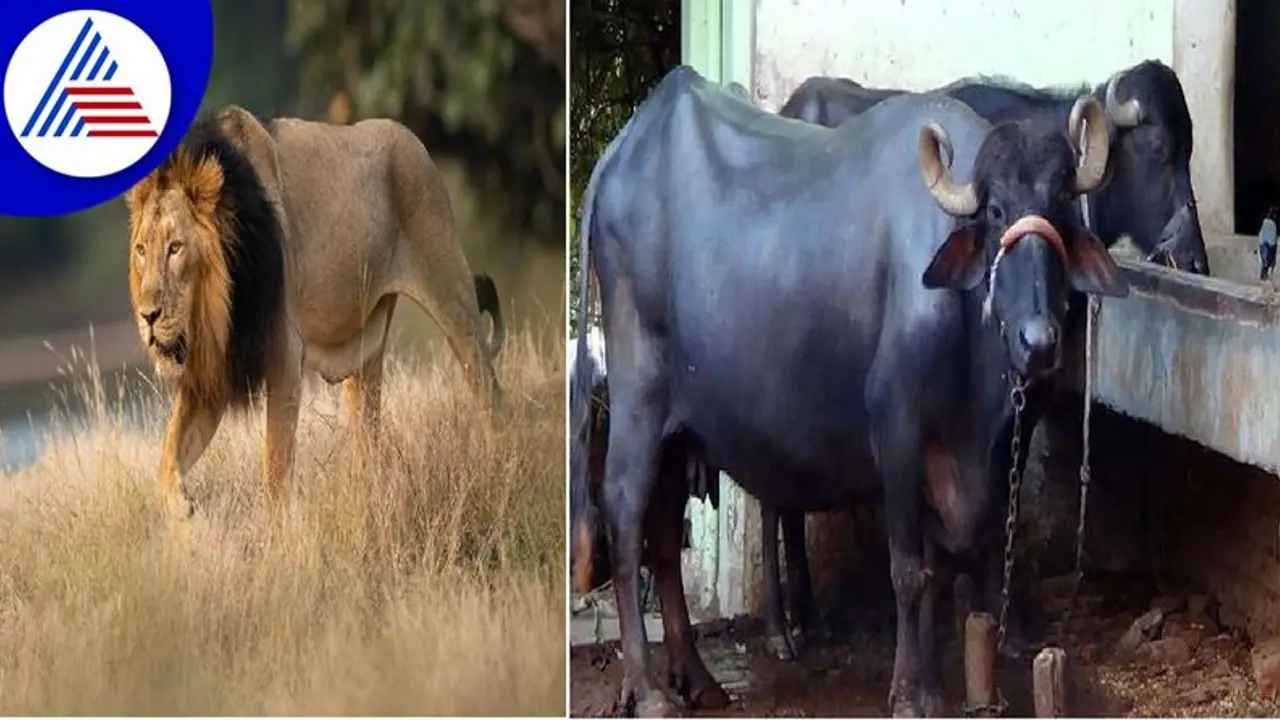 ಎಮ್ಮೆಗಳಿಂತ ಕಡಿಮೆ ದರಕ್ಕೆ ಸಿಂಹಗಳನ್ನು ಖರೀದಿ ಮಾಡ್ಬಹುದು.. ಆಫರ್ ಪಾಕಿಸ್ತಾನದಲ್ಲಿ ಮಾತ್ರ! ಎಮ್ಮೆಗಳಿಂತ ಕಡಿಮೆ ದರಕ್ಕೆ ಸಿಂಹಗಳನ್ನು ಖರೀದಿ ಮಾಡ್ಬಹುದು.. ಆಫರ್ ಪಾಕಿಸ್ತಾನದಲ್ಲಿ ಮಾತ್ರ!
