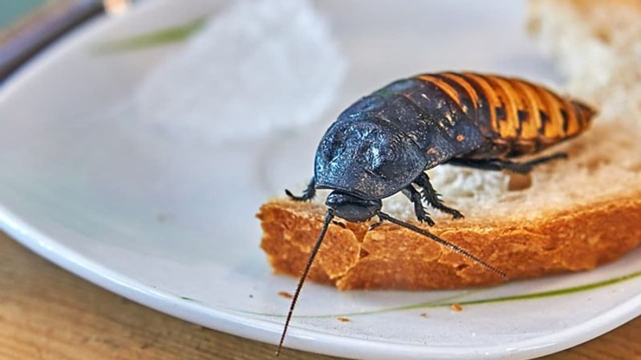 ফ্রায়েড রাইসের মধ্যে মরা আরশোলা! চন্ডীগরের এলান্তে মলের ফুড কোর্টের বিরুদ্ধে মামলা দায়ের