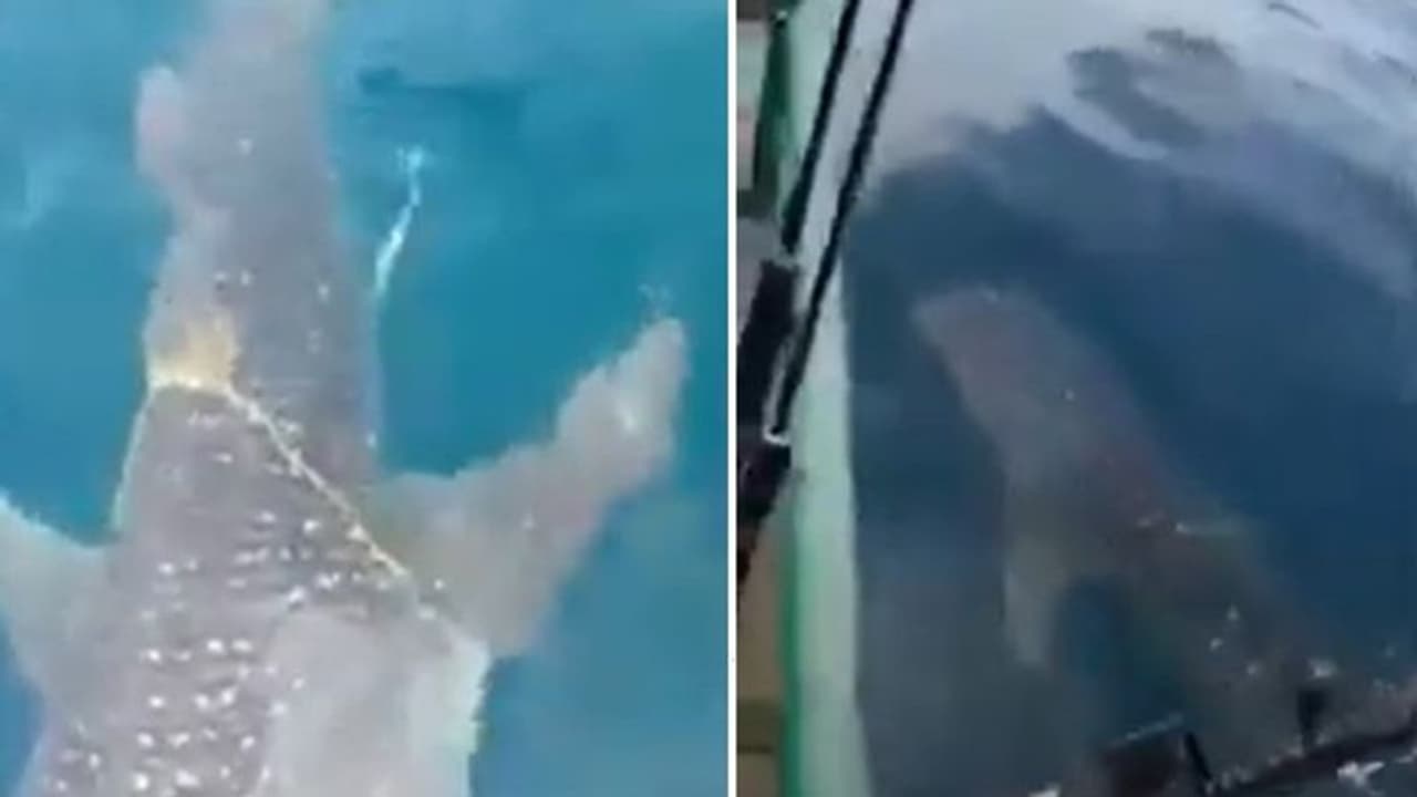 Whale Video : മീൻ പിടുത്തക്കാരോട് സഹായം തേടുന്ന തിമിംഗലം; വീഡിയോ