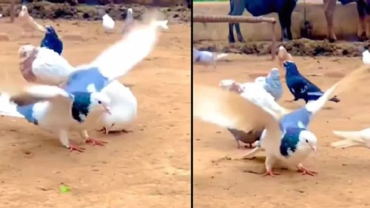 ಟ್ರೆಂಡ್ ಫಾಲೋವರ್‌ ಈ ಪಾರಿವಾಳ: ಹಕ್ಕಿಯ ಸುಂದರ ಬ್ಯಾಕ್‌ಫ್ಲಿಪ್‌ ವೈರಲ್