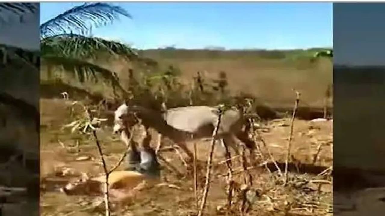 വിതച്ചത് കൊയ്യും, തന്നെ തല്ലിയ ഉടമയോട് കഴുതയുടെ പ്രതികാരം, വീഡിയോ വൈറൽ വിതച്ചത് കൊയ്യും, തന്നെ തല്ലിയ ഉടമയോട് കഴുതയുടെ പ്രതികാരം, വീഡിയോ വൈറൽ