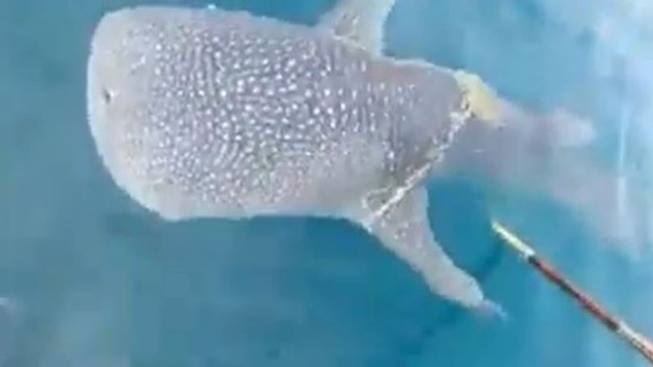 Video: समुद्र में नाव देख मछुआरों के पास खुद आई परेशान व्हेल, मुसीबत खत्म हुई तो गजब तरीके से कहा थैंक्यू Video: समुद्र में नाव देख मछुआरों के पास खुद आई परेशान व्हेल, मुसीबत खत्म हुई तो गजब तरीके से कहा थैंक्यू