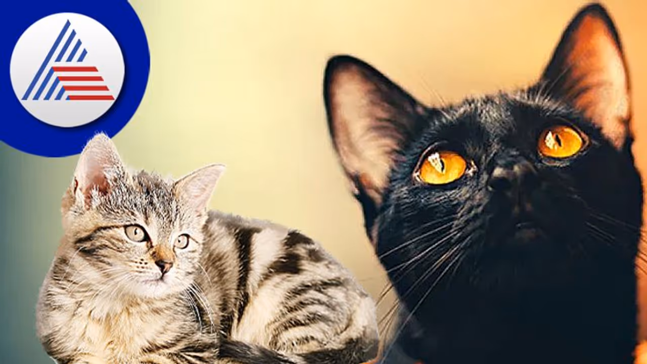 ಶಕುನಶಾಸ್ತ್ರ: ಮಲಗಿರುವ ವ್ಯಕ್ತಿಯ ಕಾಲನ್ನು ಬೆಕ್ಕು ಮೂಸಿದರೆ ಕಾದಿದೆ ಅಪಾಯ!