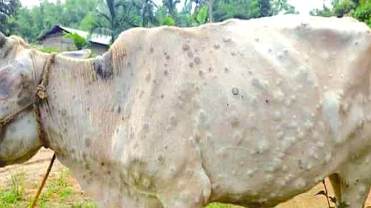 राजस्थान में फैली खतरनाक बीमारी, 800 से ज्यादा मवेशियों की मौत, इंसान को भी सता रहा खतरा राजस्थान में फैली खतरनाक बीमारी, 800 से ज्यादा मवेशियों की मौत, इंसान को भी सता रहा खतरा