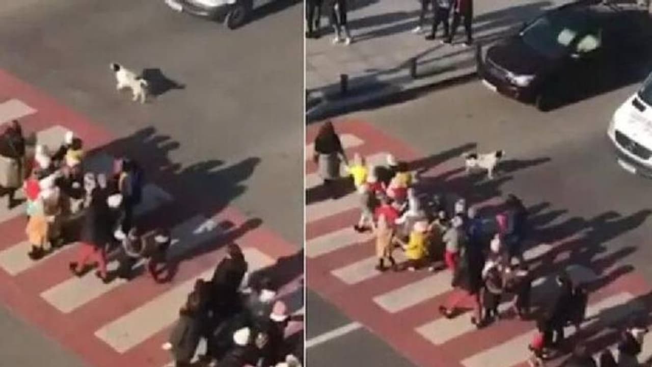 കുട്ടികളെ റോഡ് മുറിച്ചു കടക്കാൻ സഹായിച്ച് നായ, ട്രാഫിക് പൊലീസിന്റെ ജോലിയാണ് അവനിഷ്ടം കുട്ടികളെ റോഡ് മുറിച്ചു കടക്കാൻ സഹായിച്ച് നായ, ട്രാഫിക് പൊലീസിന്റെ ജോലിയാണ് അവനിഷ്ടം