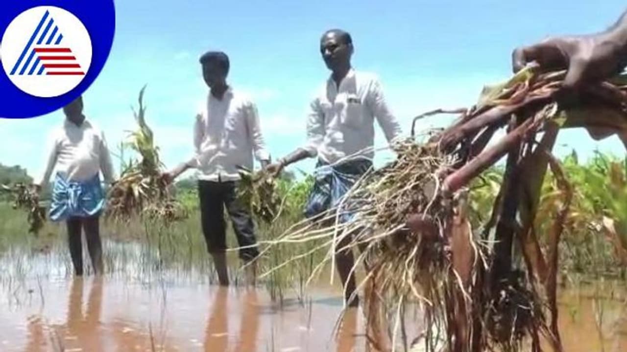 ಗದಗ: ಬೆಳೆಗೆ ಜಲ ದಿಗ್ಬಂಧನ, ಸ್ಥಳಕ್ಕೆ ಬಾರದ ಅಧಿಕಾರಿಗಳ ವಿರುದ್ಧ ರೈತರ ಆಕ್ರೋಶ ಗದಗ: ಬೆಳೆಗೆ ಜಲ ದಿಗ್ಬಂಧನ, ಸ್ಥಳಕ್ಕೆ ಬಾರದ ಅಧಿಕಾರಿಗಳ ವಿರುದ್ಧ ರೈತರ ಆಕ್ರೋಶ
