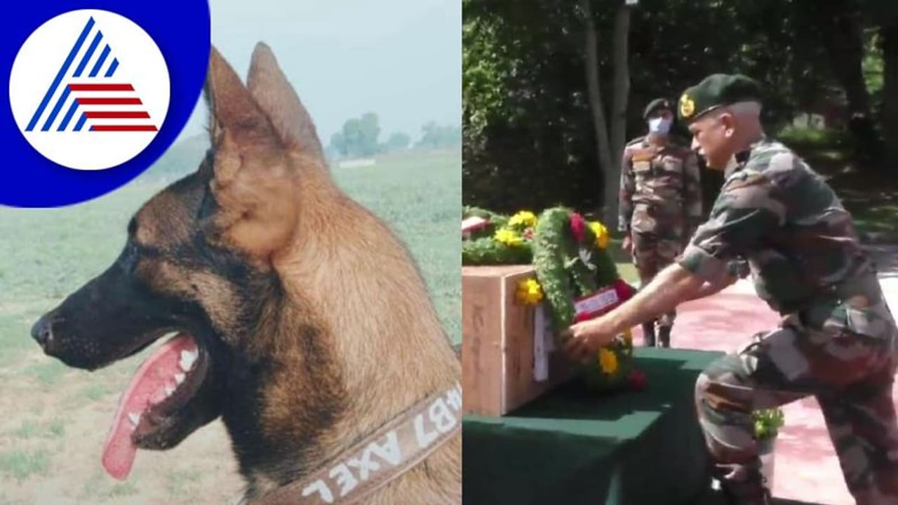 ಉಗ್ರರ ವಿರುದ್ಧ ಹೋರಾಟದಲ್ಲಿ ಹುತಾತ್ಮನಾದ 2 ವರ್ಷದ ಅಲೆಕ್ಸ್: ಸೇನಾ ಶ್ವಾನಕ್ಕೆ ಭಾವಪೂರ್ಣ ವಿದಾಯ