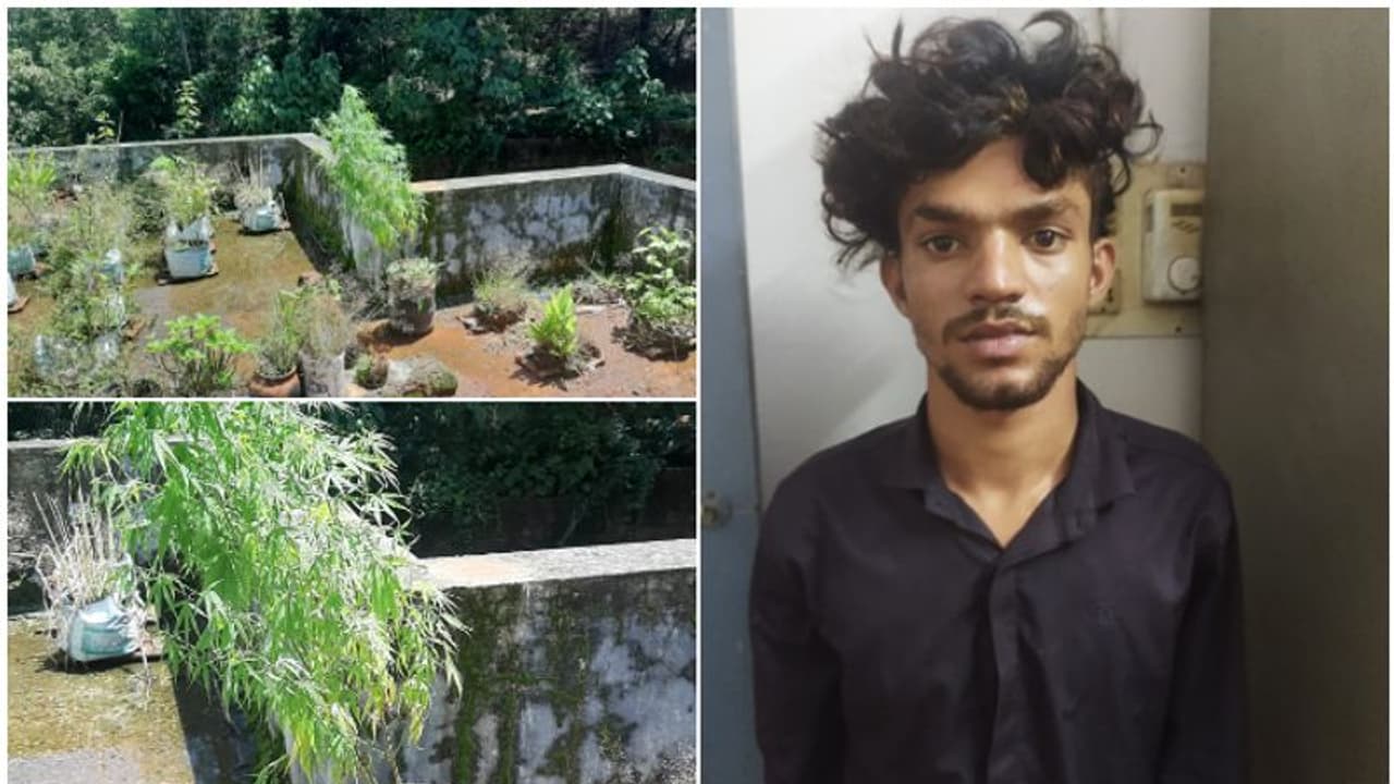 ടെറസിലെ കൃഷിയിൽ നാട്ടുകാരന് സംശയം, പൊലീസ് പരിശോധനയിൽ ഉറപ്പിച്ചു, കൃഷി കഞ്ചാവ് തന്നെ; 'നല്ലവനായ ഉണ്ണി' ജയിലിൽ ടെറസിലെ കൃഷിയിൽ നാട്ടുകാരന് സംശയം, പൊലീസ് പരിശോധനയിൽ ഉറപ്പിച്ചു, കൃഷി കഞ്ചാവ് തന്നെ; 'നല്ലവനായ ഉണ്ണി' ജയിലിൽ