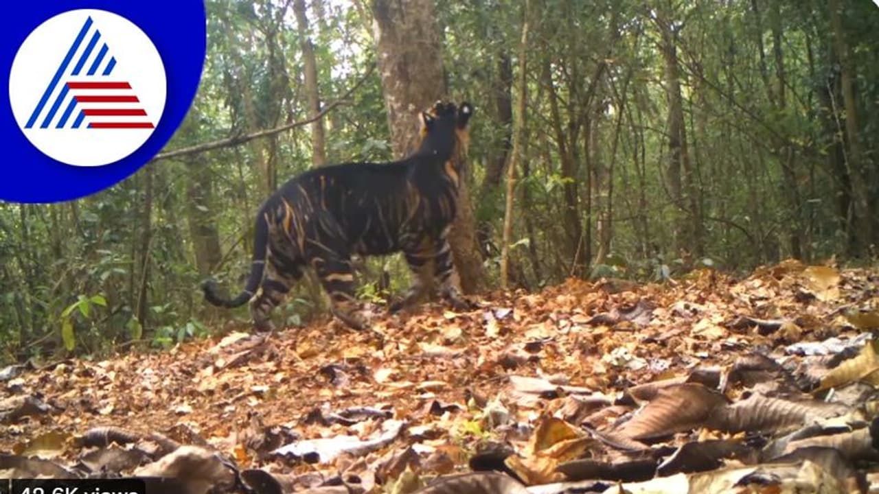 ಕ್ಯಾಮರಾದಲ್ಲಿ ಸೆರೆಯಾಯ್ತು ಅತೀ ಅಪರೂಪದ ಬ್ಲಾಕ್‌ ಟೈಗರ್: ವಿಡಿಯೋ ವೈರಲ್‌
