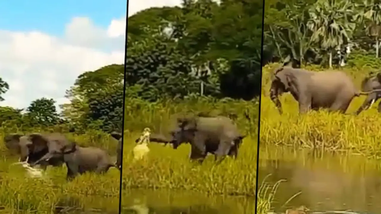 Crocodile attacks baby elephant in a swamp; find out how mother jumbo rescued her calf Crocodile attacks baby elephant in a swamp; find out how mother jumbo rescued her calf
