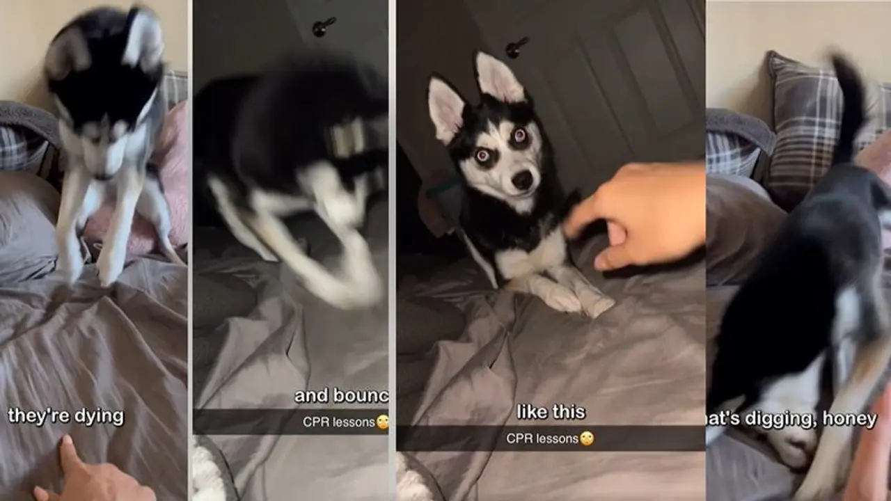 ಸಿಪಿಆರ್ ಮಾಡಲು ಕಲಿತ ಶ್ವಾನ: ಹಸ್ಕಿ ನಾಯಿಯ ಮುದ್ದಾದ ವಿಡಿಯೋ ವೈರಲ್
