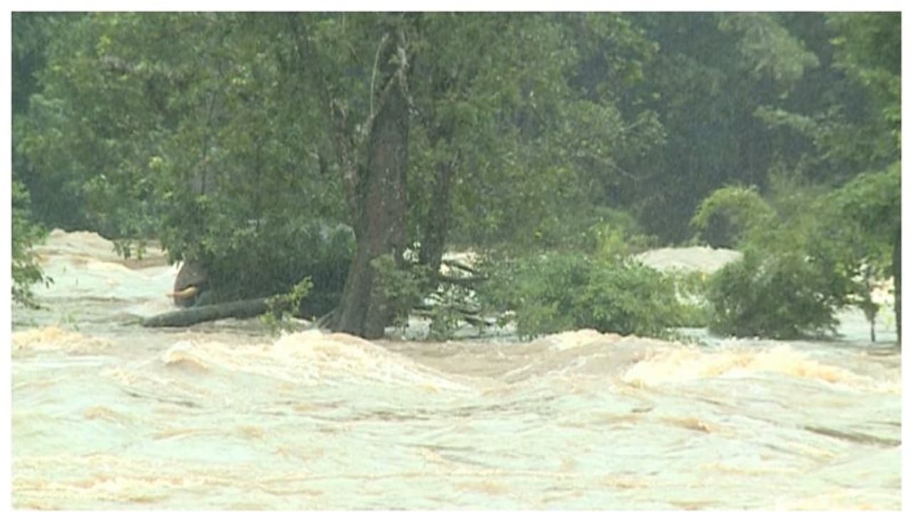 മണിക്കൂറുകള്‍ നീണ്ട പരിശ്രമം; പുഴയില്‍ കുടുങ്ങിയ ആന രക്ഷപ്പെട്ടു, വനത്തിനുള്ളില്‍ കയറി