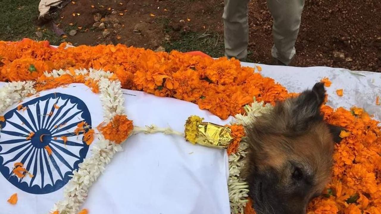 ಹಲವು ಪ್ರಕರಣ ಭೇದಿಸಿದ ಅರಣ್ಯ ಇಲಾಖೆ ಮುದ್ದಿನ ರಾಣಾ ಸಾವು, ಸರ್ಕಾರಿ ಗೌರವಗಳೊಂದಿಗೆ ಅಂತ್ಯಕ್ರಿಯೆ!