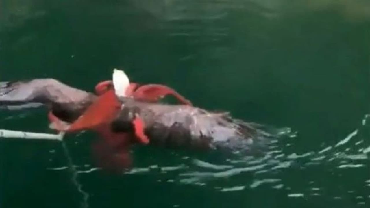 शिकारी खुद बना शिकार, ऑक्टोपस को झपटने के चक्कर में बाज खुद बनने वाला था निवालाा, तभी जोर जोर से रोने लगा और..