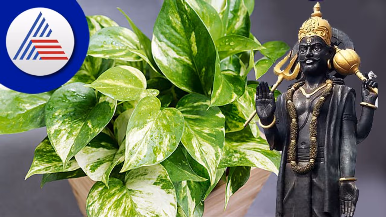 ಶನಿ ಮಹಾದೆಶೆಗೆ ಕಂಗಾಲಾಗಿದ್ದೀರಾ? ಶಮಿ ಸಸ್ಯ ನೆಡಿ..