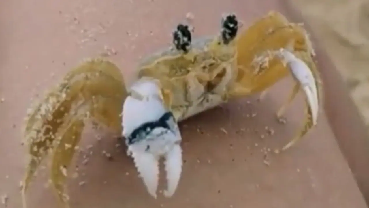 Crab brushing sand off its eyes has mesmerised netizens; watch video here Crab brushing sand off its eyes has mesmerised netizens; watch video here