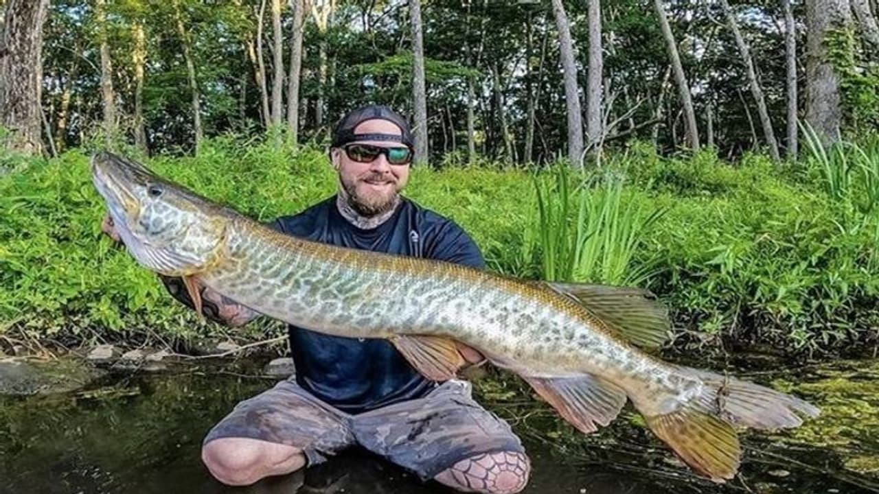 मछली भी होती है बाघ की रिश्तेदार! जानिए क्या नाम है इसका और कहां मिली 