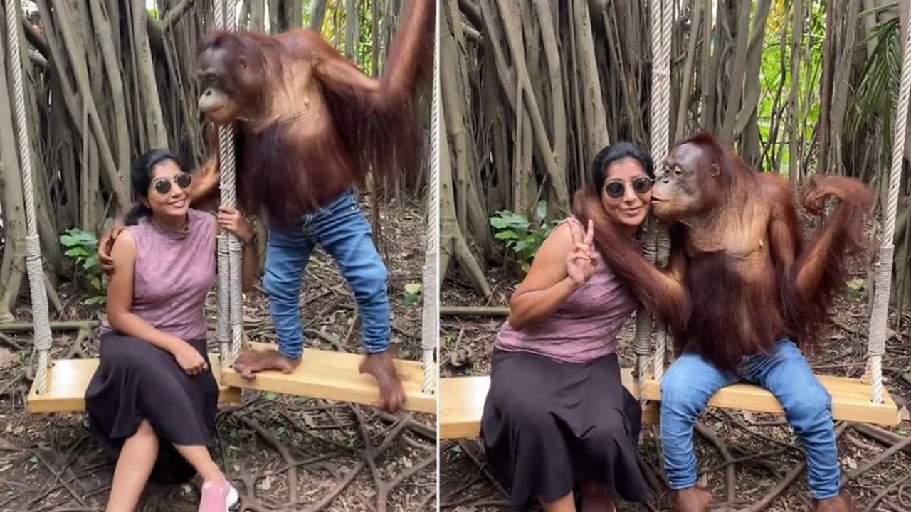 ಸ್ಟೈಲ್ ಆಗಿ ಜೀನ್ಸ್‌ ಪ್ಯಾಂಟ್ ಧರಿಸಿ ಯುವತಿಗೆ ಮುತ್ತಿಕ್ಕಿದ ಚಿಂಪಾಜಿ