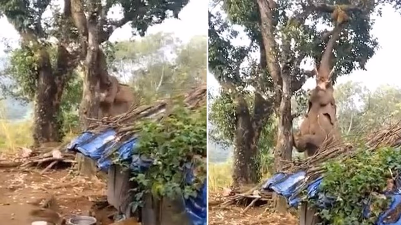 വിശന്നുവലഞ്ഞപ്പോള്‍ പ്ലാവില്‍ നിന്ന് ചക്ക പറിക്കാൻ ശ്രമിക്കുന്ന ആന; വീഡിയോ