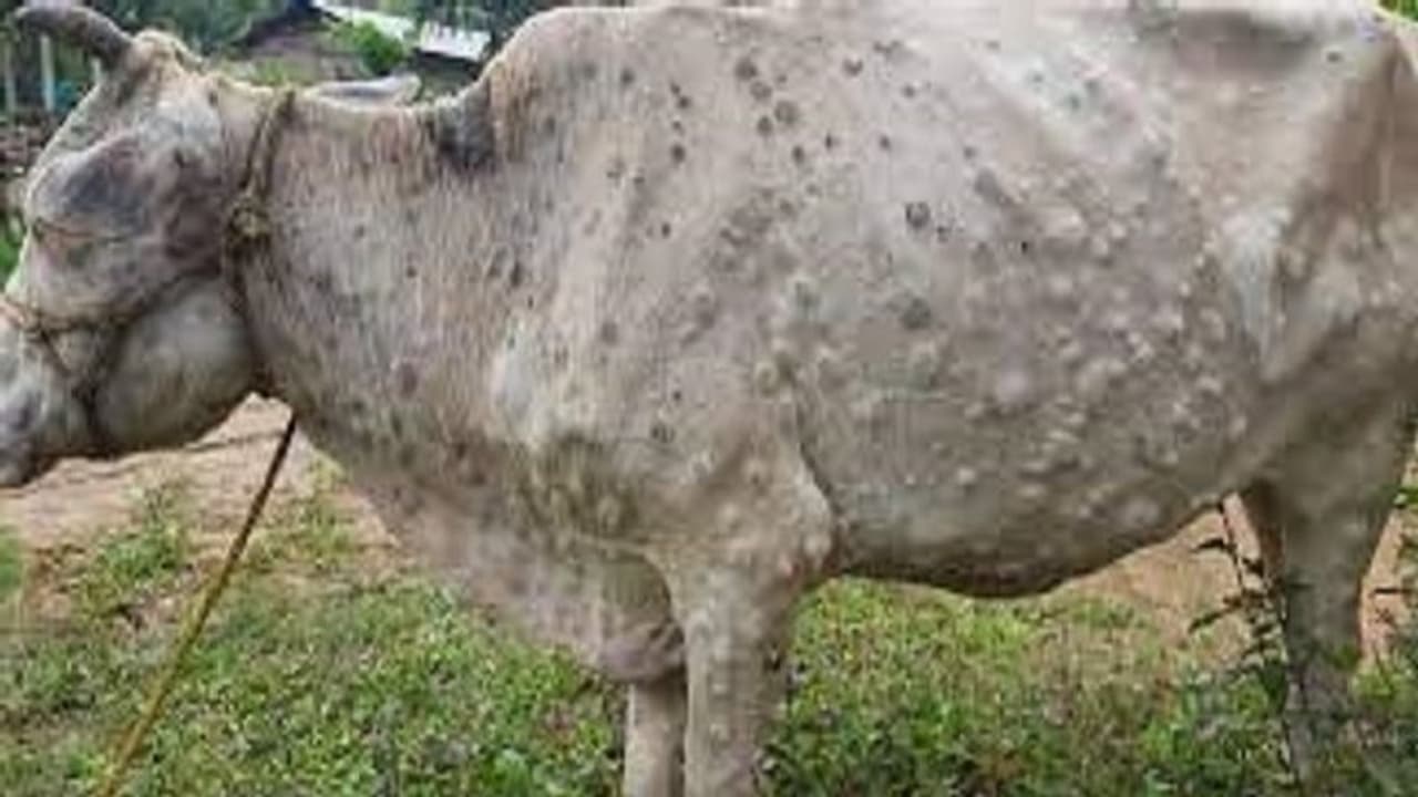 Lumpy skin disease : ಶಿವಮೊಗ್ಗ ಗಡಿ ಭಾಗದಲ್ಲಿ ಕಟ್ಟೆಚ್ಚರ Lumpy skin disease : ಶಿವಮೊಗ್ಗ ಗಡಿ ಭಾಗದಲ್ಲಿ ಕಟ್ಟೆಚ್ಚರ