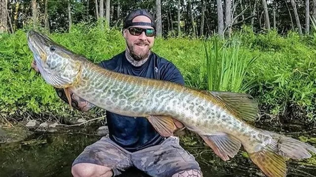 Monster Fish : ചൂണ്ടയിൽ കുരുങ്ങിയ വമ്പൻ മത്സ്യം; ഇത് അപൂര്‍വമെന്ന് കണ്ടവരെല്ലാം പറയുന്നു...