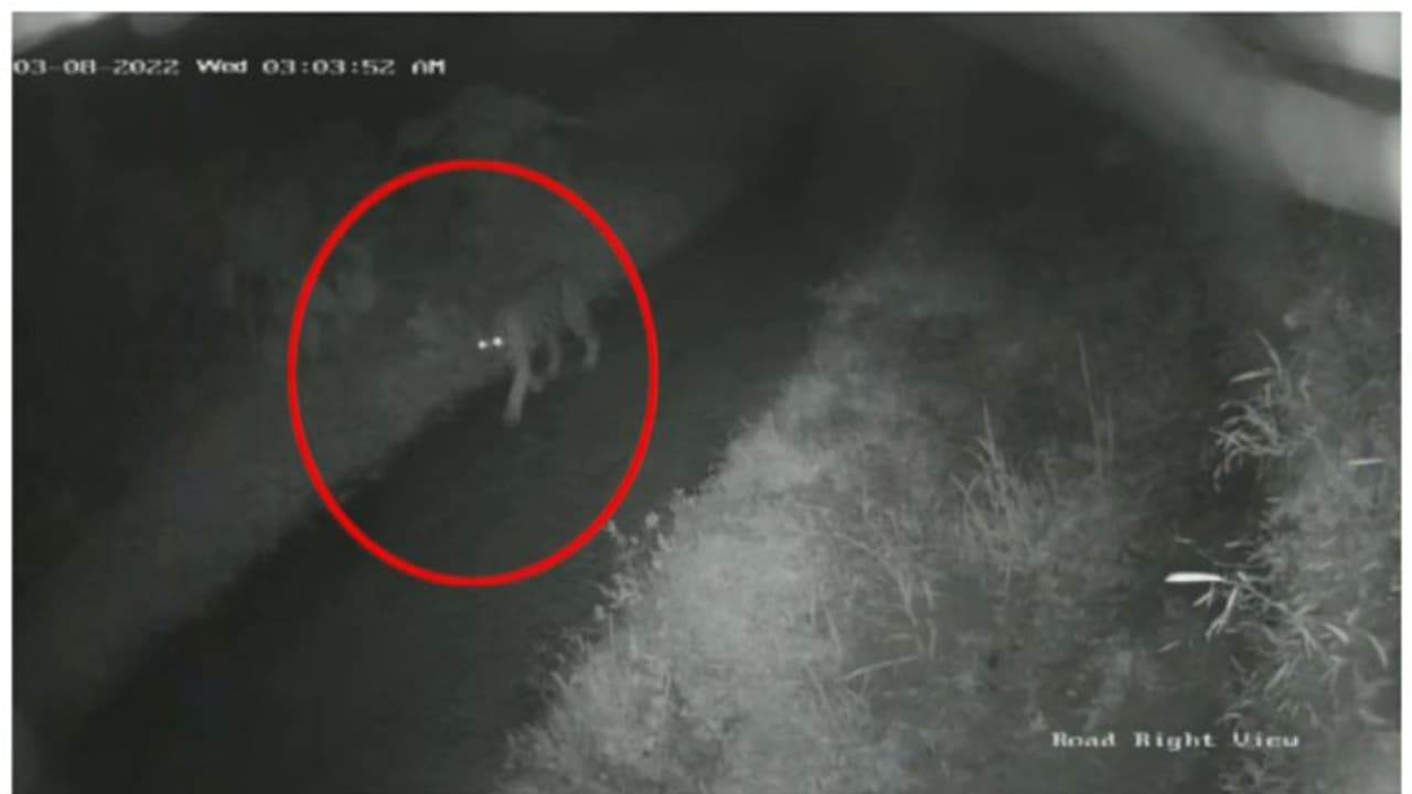 വയനാട്ടില് ജനവാസകേന്ദ്രത്തില് കടുവ ഇറങ്ങി; പ്രദേശത്ത് കടുവയുടെ സാന്നിധ്യം പതിവായെന്ന് നാട്ടുകാർ വയനാട്ടില് ജനവാസകേന്ദ്രത്തില് കടുവ ഇറങ്ങി; പ്രദേശത്ത് കടുവയുടെ സാന്നിധ്യം പതിവായെന്ന് നാട്ടുകാർ