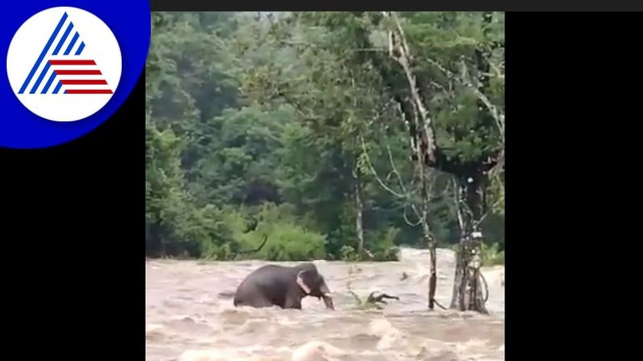 ದೇವರನಾಡಲ್ಲಿ ಗಜೇಂದ್ರನ ಸಾಹಸ: ಉಕ್ಕಿ ಹರಿಯುವ ನದಿ ದಾಟಿದ ಆನೆ, ವಿಡಿಯೋ