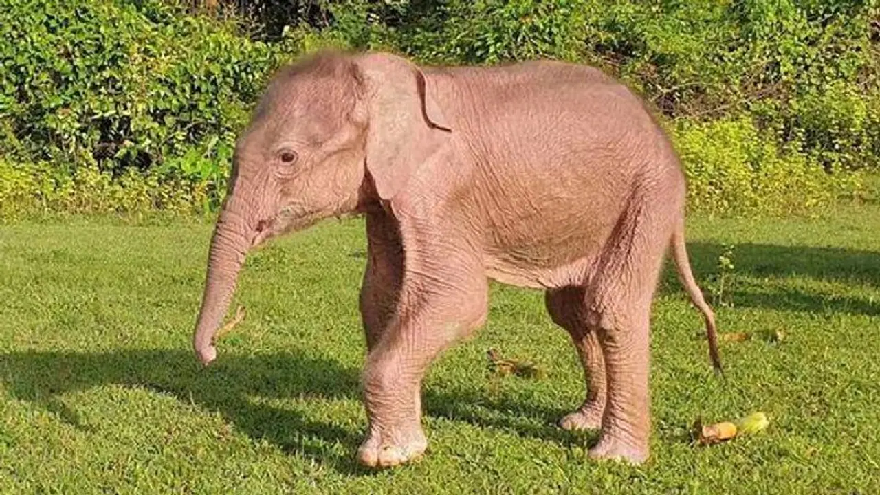 മ്യാൻമറിൽ അപൂർവമായ വെളുത്ത ആനക്കുട്ടി ജനിച്ചു 