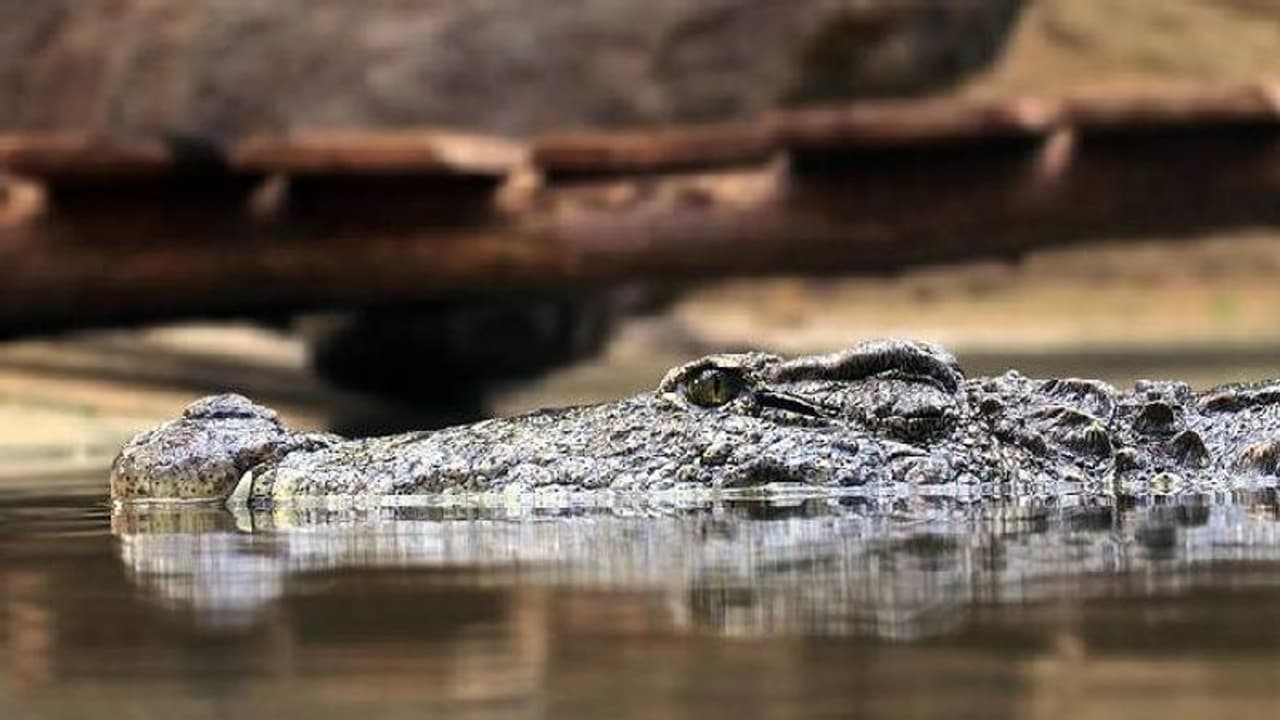തലയിൽ കത്തി കയറിയ നിലയിൽ ചീങ്കണ്ണി, ഒടുവിൽ ദയാവധം ചെയ്തു
