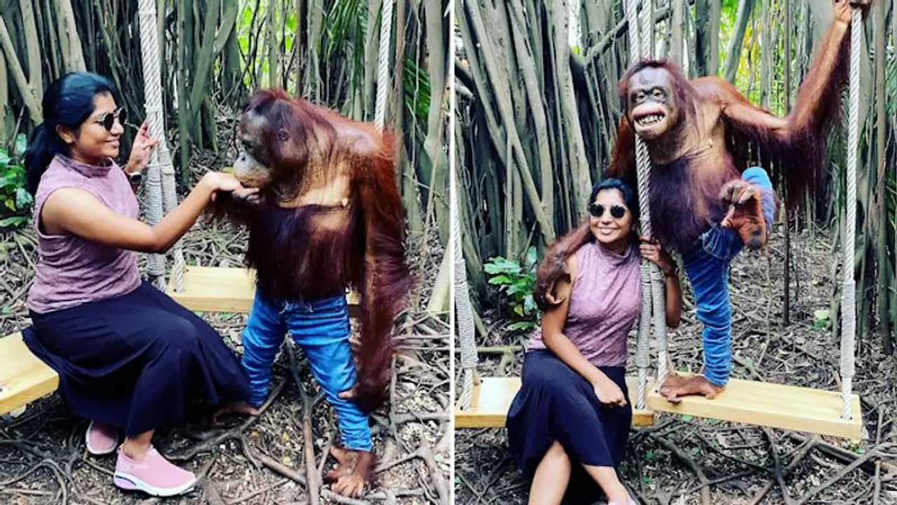Watch: Chimpanzee in jeans hugs, kisses, poses with woman in Bangkok; Netizens love it