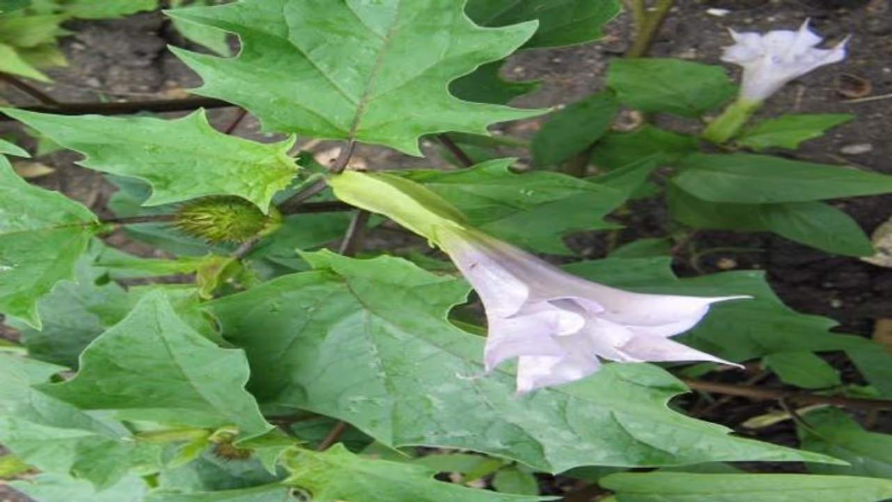 శాంతి కవిత : క్రొత్త రాగం శాంతి కవిత : క్రొత్త రాగం