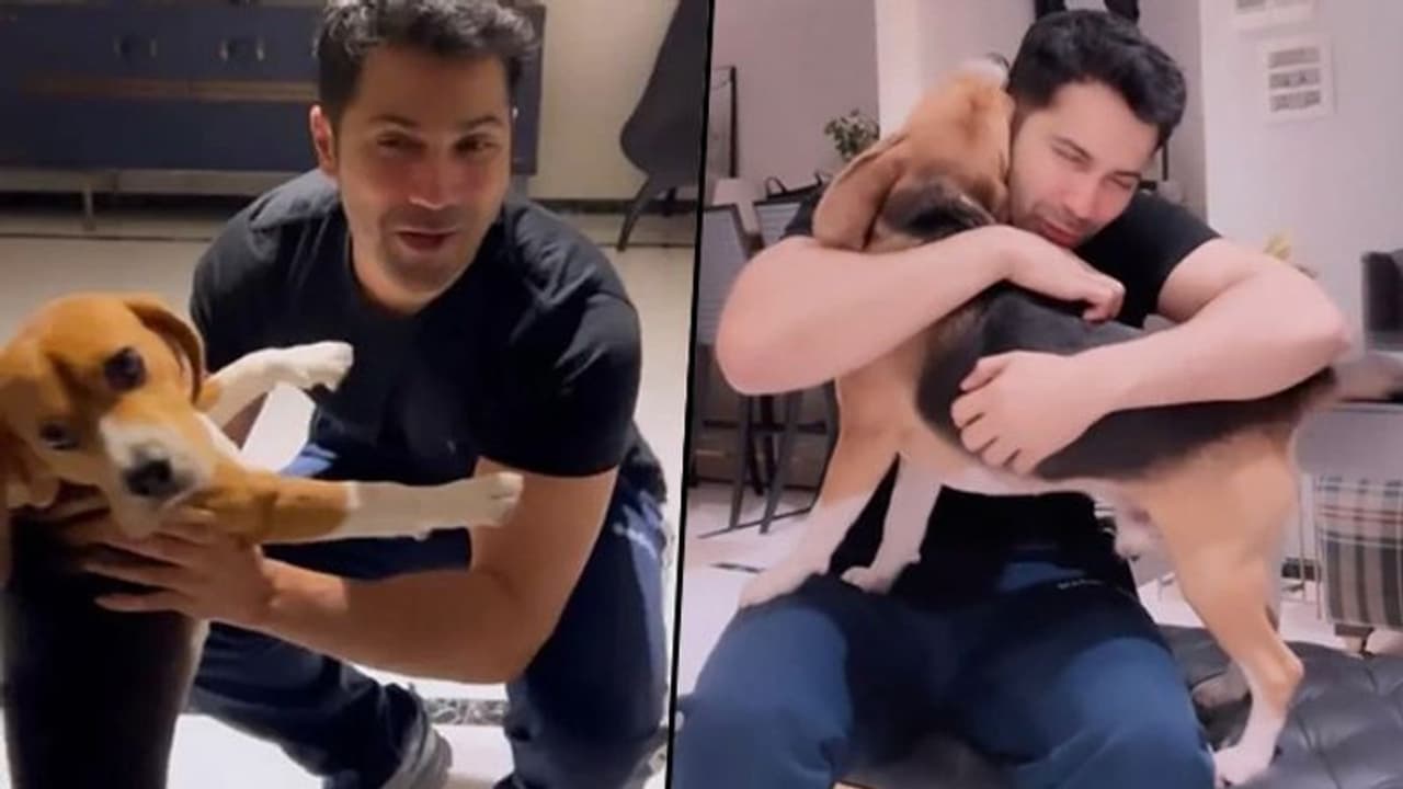 Cuteness Alert: Varun Dhawan gets kisses and hugs from his Beagle 'Joey'; watch here
