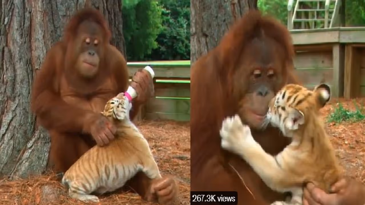 ತಬ್ಬಲಿ ಹುಲಿಮರಿಗಳಿಗೆ ಹಾಲು ನೀಡುತ್ತಾ ಅಮ್ಮನಂತೆ ಆರೈಕೆ ಮಾಡ್ತಿದೆ ಚಿಂಪಾಂಜಿ