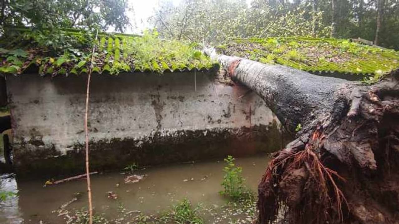 കാറ്റിലും മഴയിലും ആഞ്ഞിലിമരം കടപുഴകി വീണു, നാശനഷ്ടം, മോട്ടർ ഷെഡ്ഡ് തകർന്നു