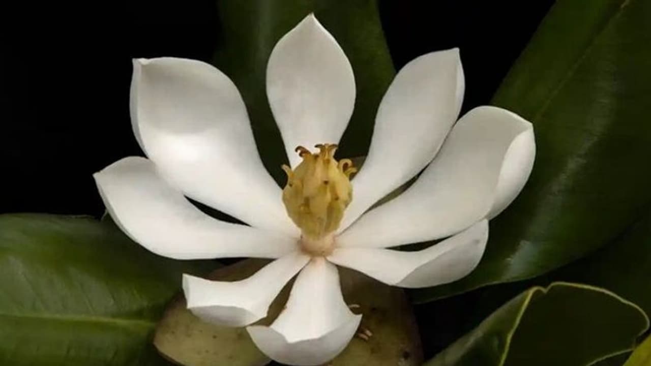 ৯৭ বছর পরে দেখা মিলল হারিয়ে যাওয়া ফুলের , নতুন করে উৎসহ সংরক্ষণবীদদের মধ্যে ৯৭ বছর পরে দেখা মিলল হারিয়ে যাওয়া ফুলের , নতুন করে উৎসহ সংরক্ষণবীদদের মধ্যে