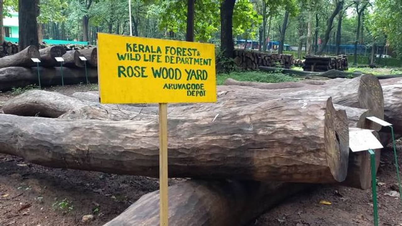 ചരിത്ര ലേലത്തിനൊരുങ്ങി നിലമ്പൂർ; ഏറ്റവും വലിയ ഈട്ടി ലേലം 10ന്