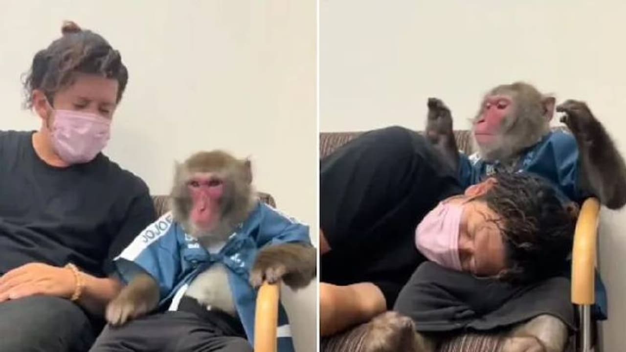 അജ്ജോടാ വയ്യേ: മനുഷ്യനെ മടിയിൽ പിടിച്ചു കിടത്തി ആശ്വസിപ്പിക്കുന്ന കുരങ്ങ് അജ്ജോടാ വയ്യേ: മനുഷ്യനെ മടിയിൽ പിടിച്ചു കിടത്തി ആശ്വസിപ്പിക്കുന്ന കുരങ്ങ്