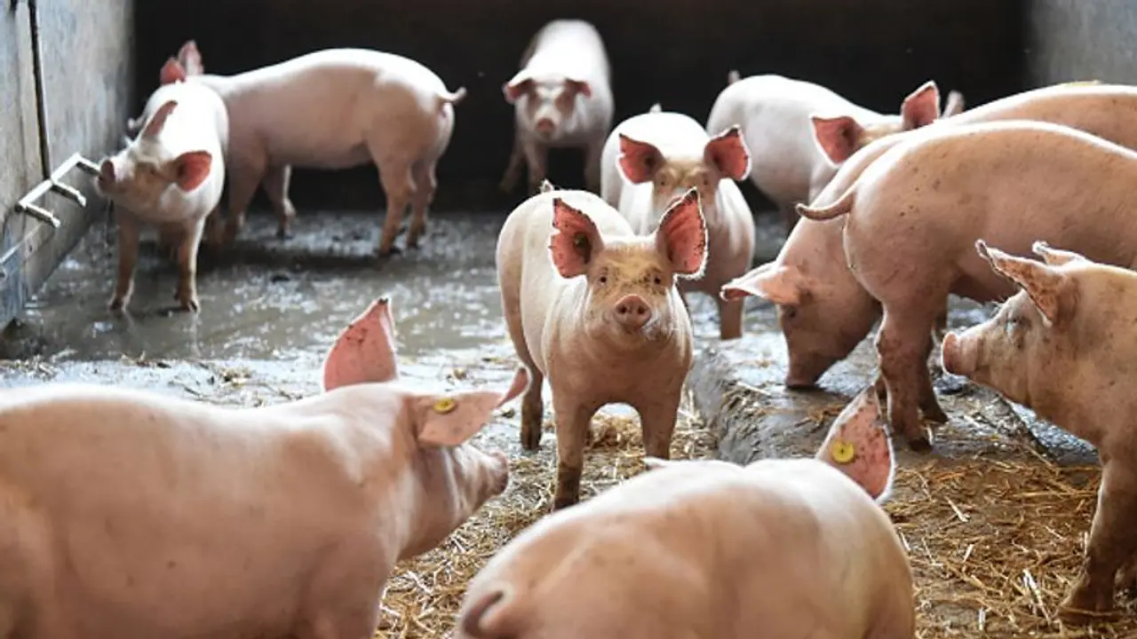 കണ്ണൂരിൽ ആഫ്രിക്കൻ പന്നിപ്പനി സ്ഥിരീകരിച്ചു; മൂന്ന് ഫാമുകളിലെ പന്നികളെ കൊലപ്പെടുത്തും