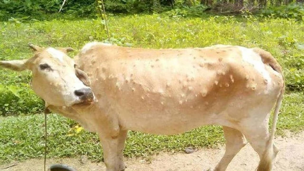 पाकिस्तान के रास्ते भारत आया मौत बांटने वाला वायरस, 1 लाख मवेशी बीमार, सरकार को जारी करनी पड़ी एजवाइजरी