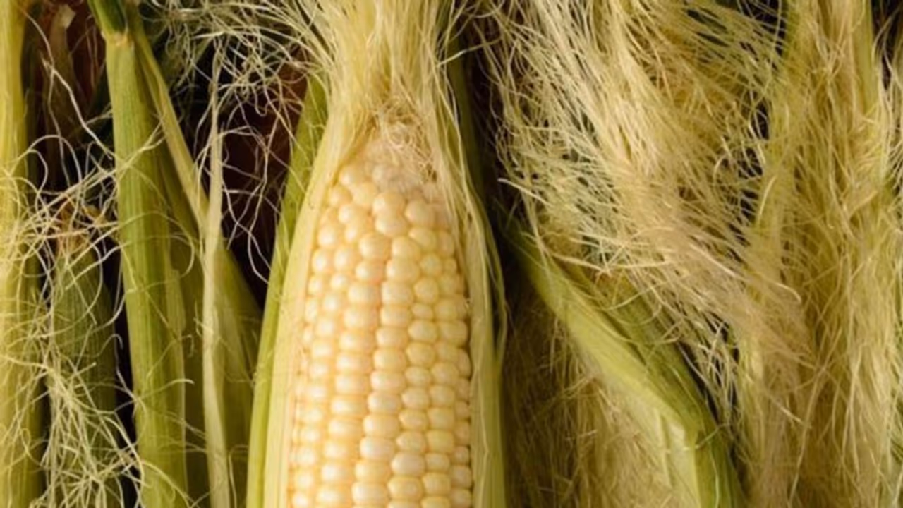 भूलकर भी ना फेंके भुट्टे के बाल, बस यूं करें इस्तेमाल