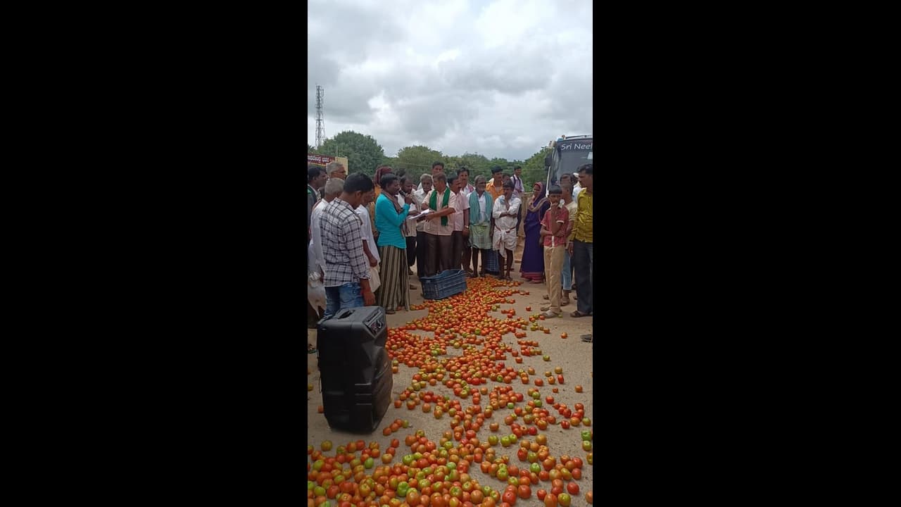 ಬೆಲೆ ಕುಸಿತ, ರಸ್ತೆಗೆ ಟೊಮೆಟೊ ಸುರುವಿ ಪ್ರತಿಭಟಿಸಿದ ಬೆಳೆಗಾರರು
