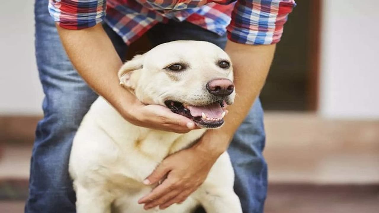 लखनऊ समेत यूपी के इन शहरों में अब कुत्ता पालना हुआ और महंगा, जानिए नगर निगम को कितनी देनी होगी फीस